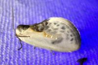 Cilix glaucata