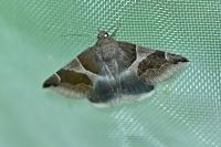 Dysgonia algira