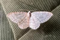 Asthena albulata