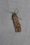 Spodoptera exigua