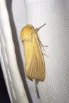 Mythimna pallens