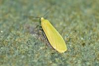 Wittia sororcula