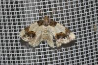 Ligdia adustata