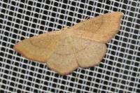 Cyclophora ruficiliaria
