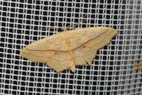 Scopula imitaria