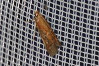 Uncinus obductellus