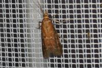 Uncinus obductellus