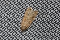 Spodoptera exigua