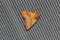 Atethmia centrago