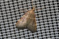 Hypsopygia glaucinalis