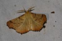 Ennomos autumnaria