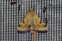 Heliothis peltigera