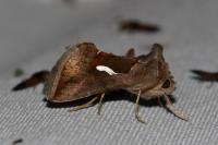 Macdunnoughia confusa