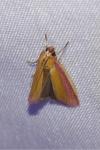 Oncocera semirubella