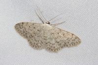 Scopula marginepunctata