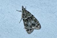 Eudonia mercurella