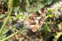 Tyta luctuosa