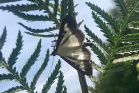 Cydalima perspectalis