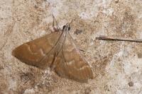 Ecpyrrhorrhoe diffusalis
