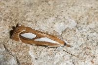 Catoptria mytilella