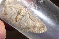 Charissa obscurata obscurata