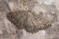Charissa obscurata obscurata