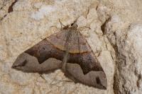 Scotopteryx moeniata