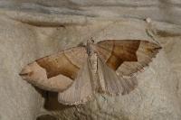 Scotopteryx angularia
