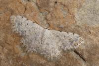 Scopula submutata roseonitens