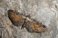 Eupithecia icterata