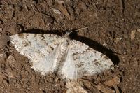 Mesotype didymata