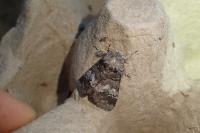 Drymonia querna