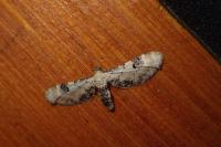 Eupithecia centaureata