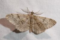 Peribatodes secundaria secundaria