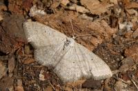 Scopula incanata