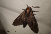 Hyloicus pinastri/maurorum