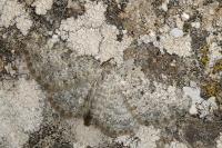 Eupithecia semigraphata