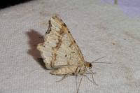 Macaria alternata
