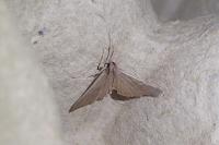 Mecyna asinalis