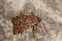 Lycophotia porphyrea