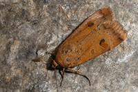 Noctua interposita