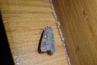 Spodoptera exigua