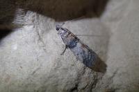 Sciota rhenella
