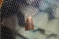 Parapoynx stratiotata