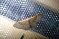 Idaea degeneraria