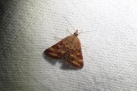 Pyrausta despicata