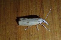 Agriphila