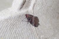 Acrobasis advenella