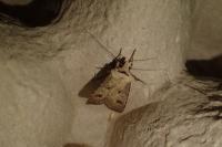 Agrotis exclamationis exclamationis