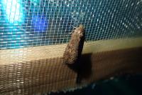 Spodoptera exigua